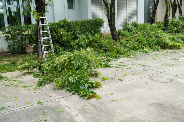 Boulder City, NV  Tree Services Company